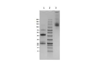 SDS-PAGE: Donkey IgG Isotype Control [NBP1-97048]